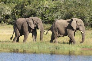 Rwanda Safari Tours