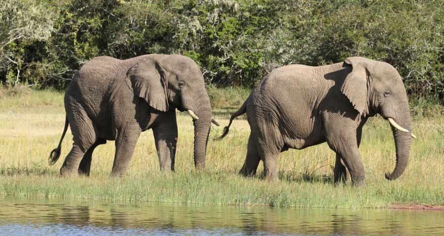 Rwanda Safari Tours