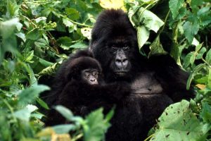 Rwanda Safari Tours