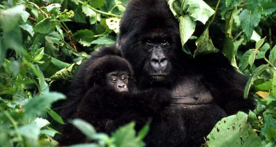 Rwanda Safari Tours