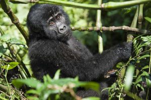 Rwanda Safari Tours