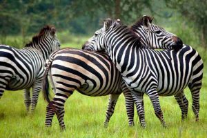 1 Day Lake Mburo National Park Safari