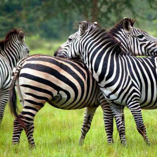 1 Day Lake Mburo National Park Safari