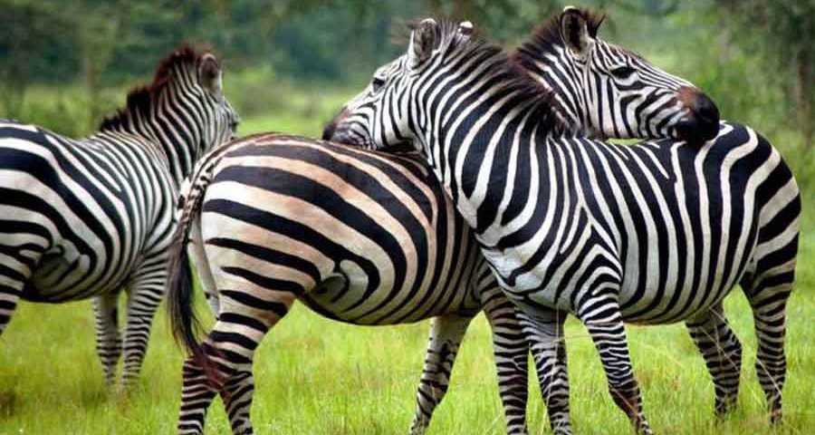 1 Day Lake Mburo National Park Safari