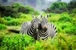 Uganda Safari Tours