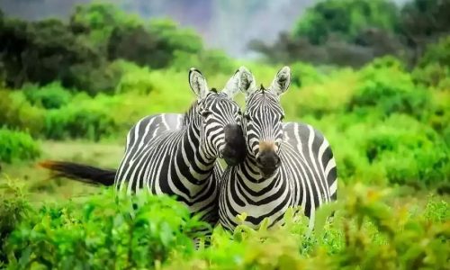 Uganda Safari Tours