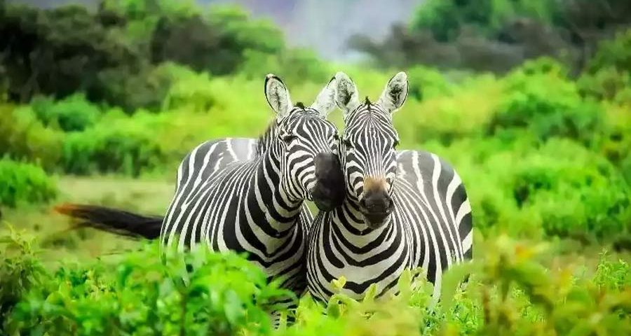 Uganda Safari Tours