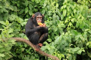 Uganda Safari Tours