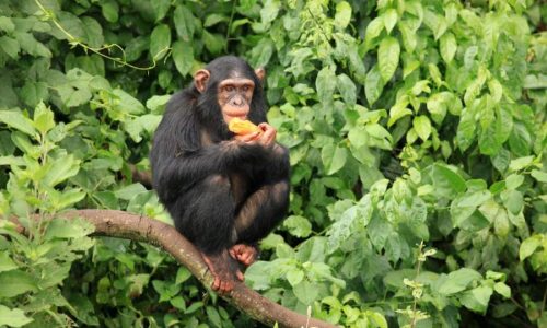 Uganda Safari Tours