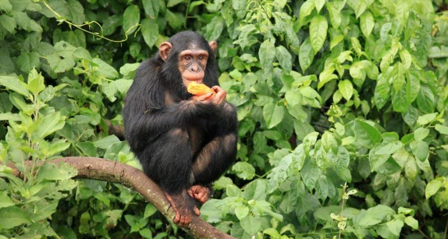Uganda Safari Tours