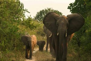 Uganda Safari Tours