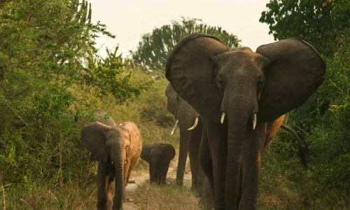 Uganda Safari Tours