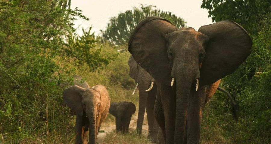 Uganda Safari Tours