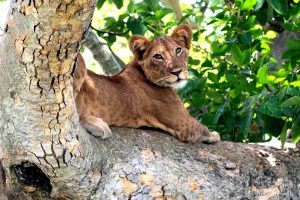 Uganda Safari Tours