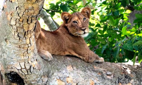 Uganda Safari Tours