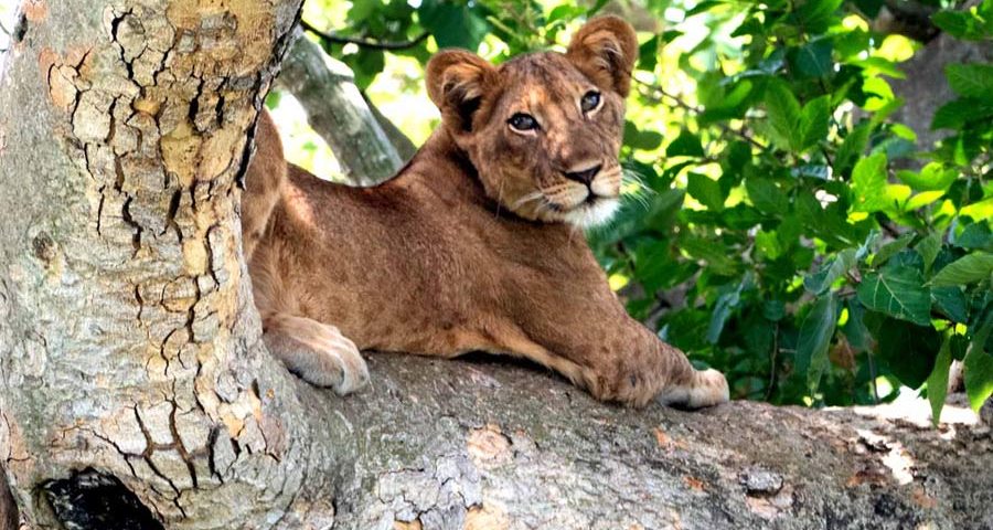 Uganda Safari Tours