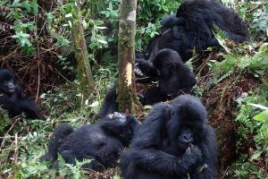 Uganda Safari Tours