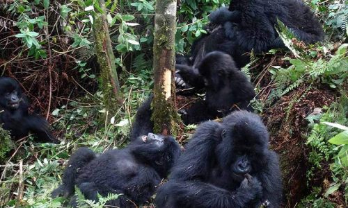 Uganda Safari Tours