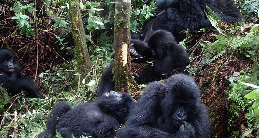 Uganda Safari Tours