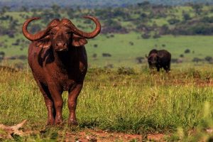 Is Kenya or Tanzania Better for Wildebeest Migration Safaris