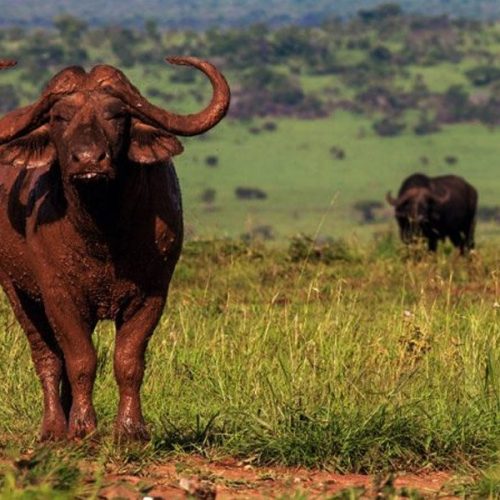 Is Kenya or Tanzania Better for Wildebeest Migration Safaris