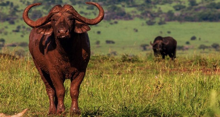 Is Kenya or Tanzania Better for Wildebeest Migration Safaris