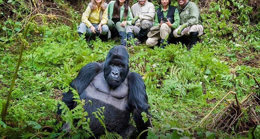 Uganda Safari Tours