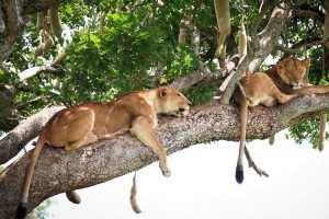 Uganda Safari Tours
