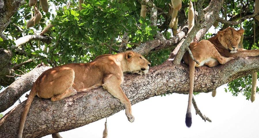 Uganda Safari Tours