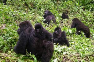 Uganda Safari Tours