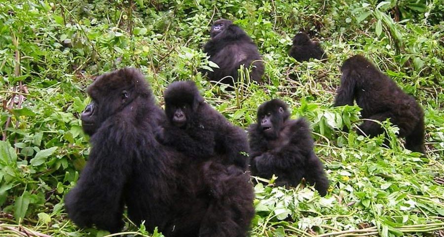 Uganda Safari Tours