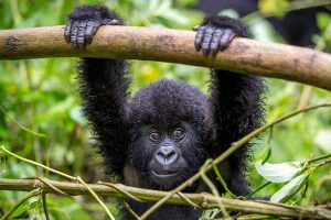 Uganda Safari Tours