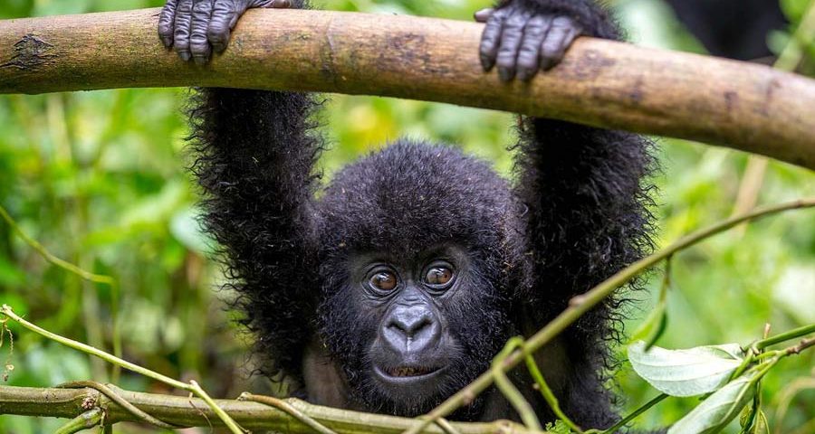 Uganda Safari Tours
