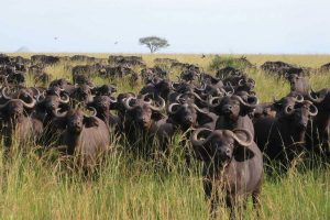 Uganda Safari Tours