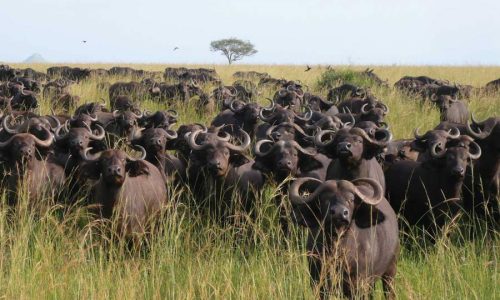 Uganda Safari Tours