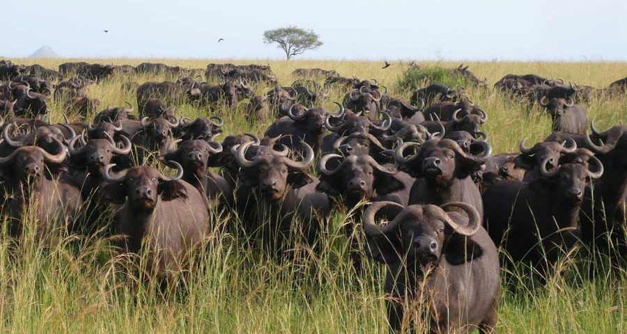 Uganda Safari Tours