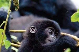 East African Jungle Safaris