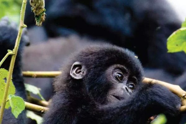 East African Jungle Safaris