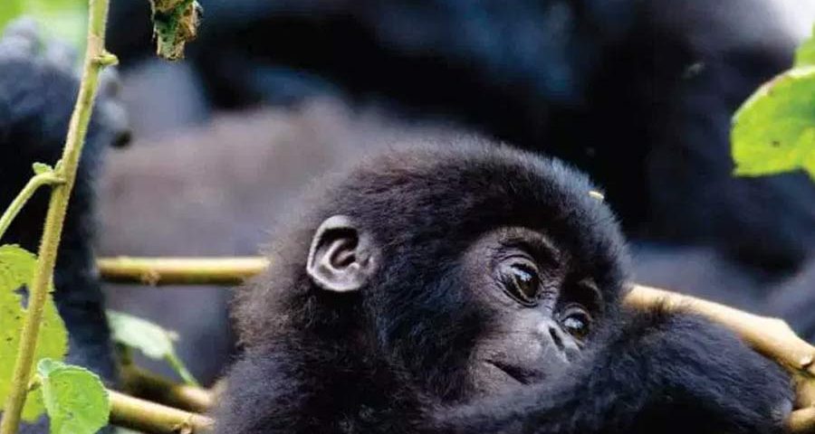 East African Jungle Safaris
