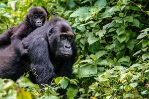Uganda Safari Tours