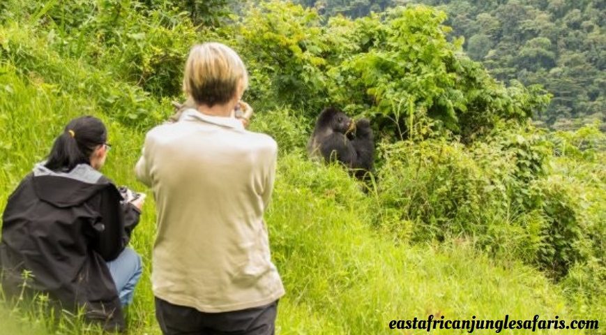 Are You Guaranteed to See Gorillas in Rwanda?