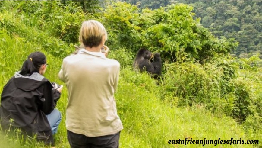 Are You Guaranteed to See Gorillas in Rwanda?