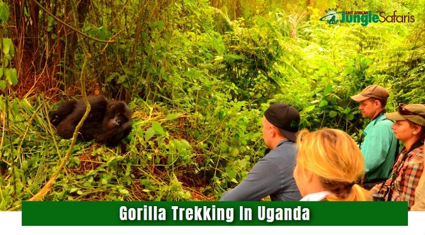 Gorilla Trekking In Uganda