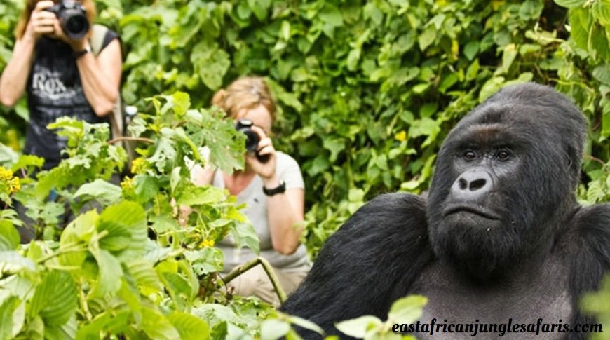 Uganda Gorilla Trekking