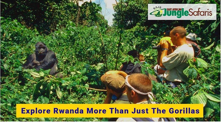 Rwanda Safari