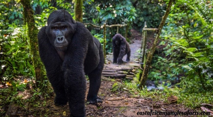 Is Uganda or Rwanda Better for Gorilla Trekking?