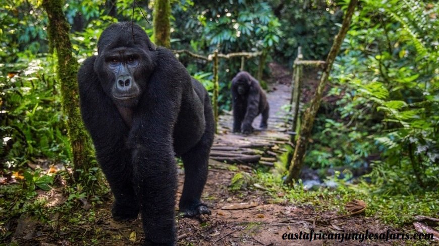 Is Uganda or Rwanda Better for Gorilla Trekking?