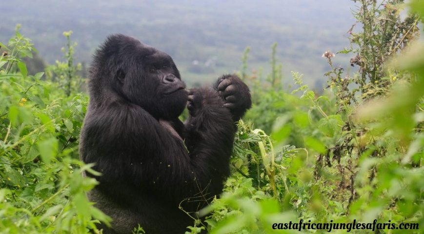 Why Is Gorilla Trekking in Rwanda So Expensive?