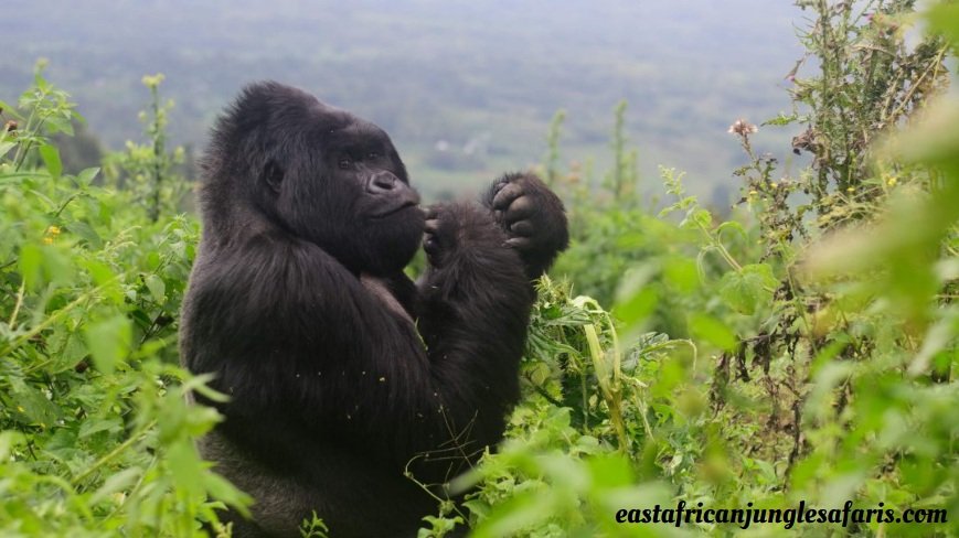 Why Is Gorilla Trekking in Rwanda So Expensive?