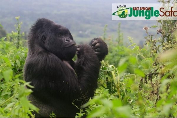 East African Jungle Safaris